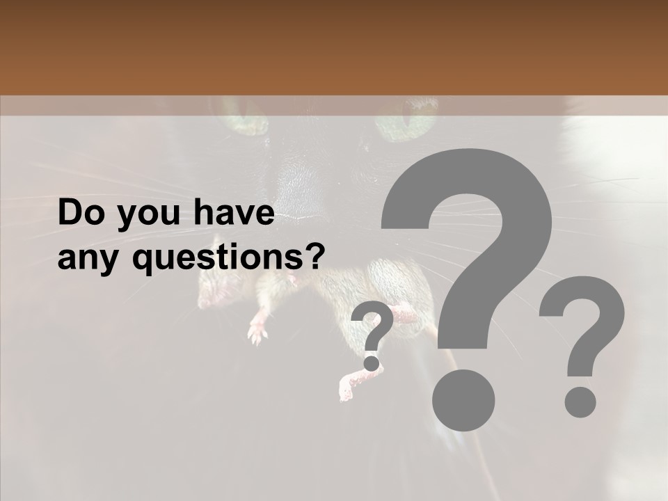 Panic Cat Isolated PowerPoint Template