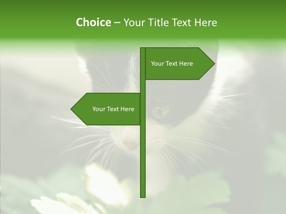 Humorou Li Ten Human PowerPoint Template