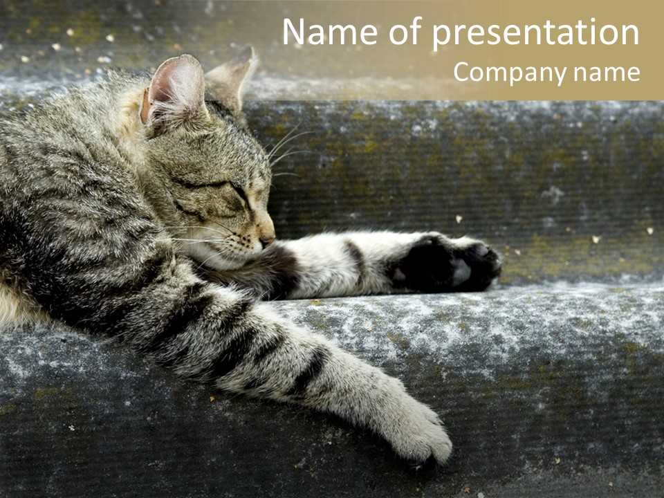 Down Sleep Domestic PowerPoint Template