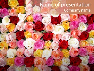 Spring Elegance Petals PowerPoint Template