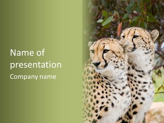 Cheetah Closeup Nature PowerPoint Template
