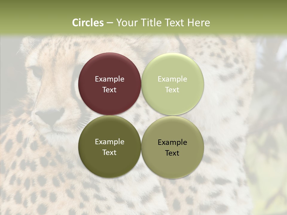 Cheetah Closeup Nature PowerPoint Template