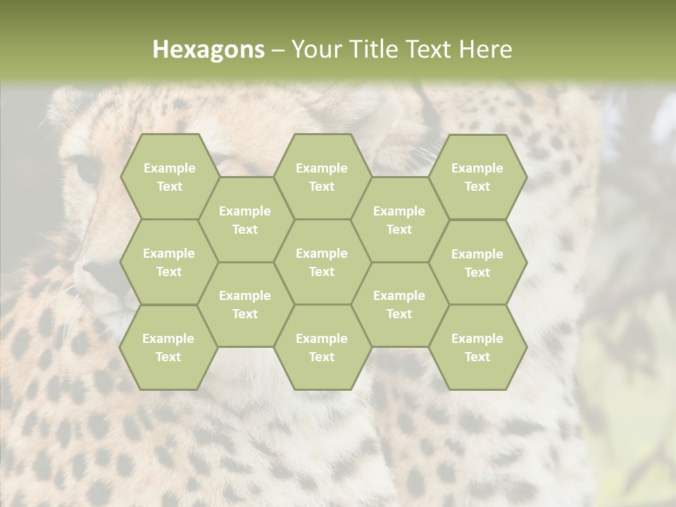 Cheetah Closeup Nature PowerPoint Template