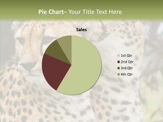 Cheetah Closeup Nature PowerPoint Template