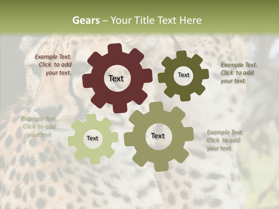 Cheetah Closeup Nature PowerPoint Template