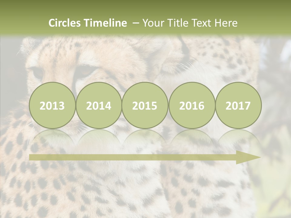 Cheetah Closeup Nature PowerPoint Template