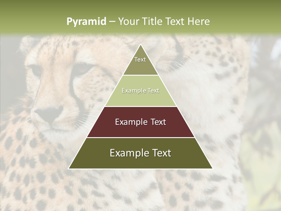 Cheetah Closeup Nature PowerPoint Template