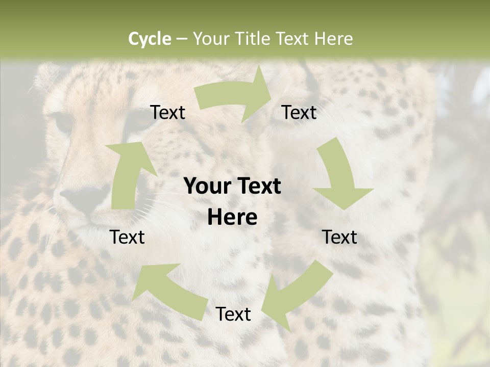 Cheetah Closeup Nature PowerPoint Template