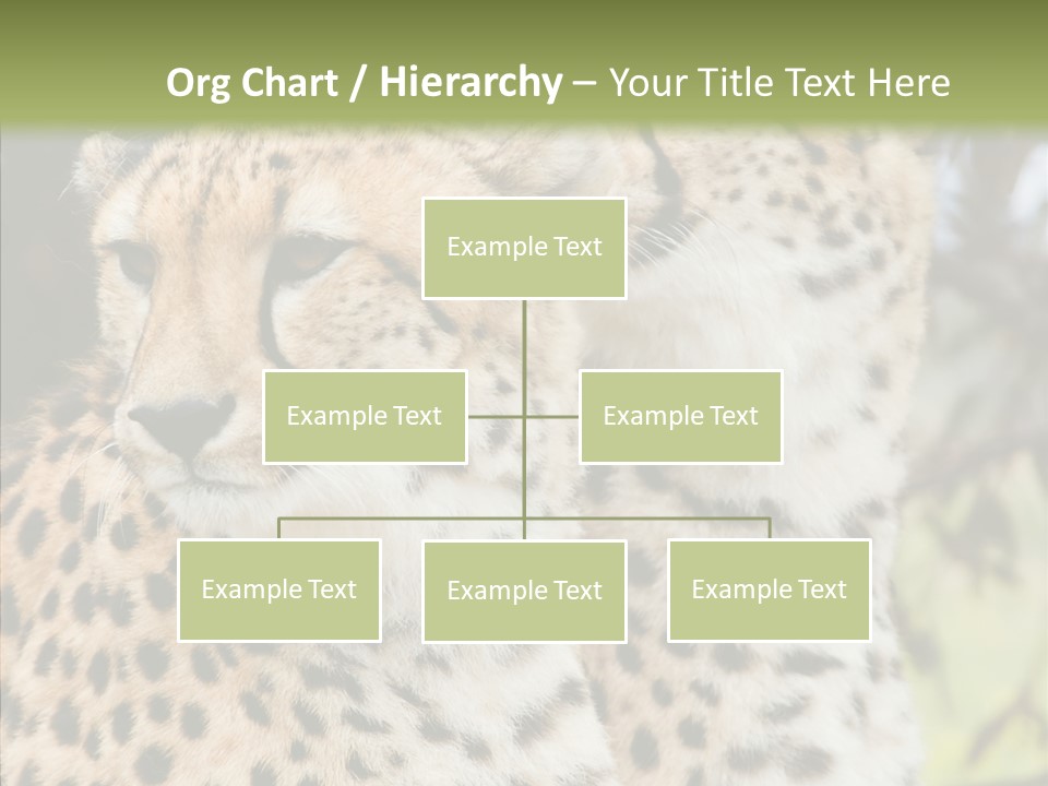 Cheetah Closeup Nature PowerPoint Template