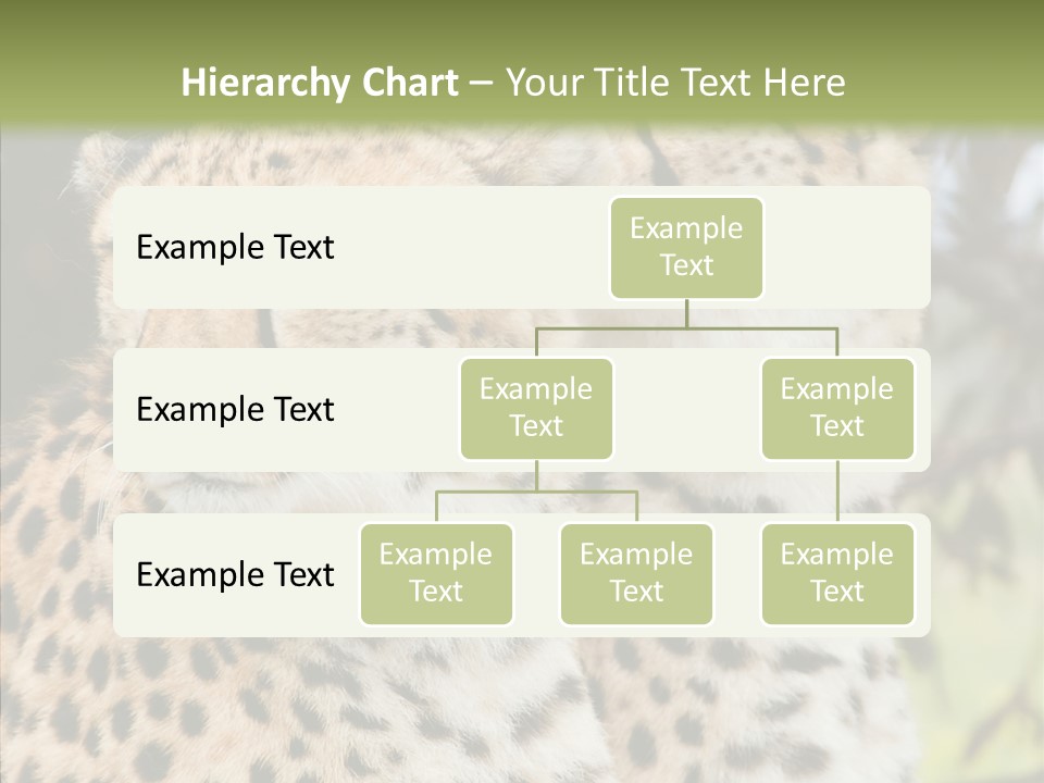 Cheetah Closeup Nature PowerPoint Template
