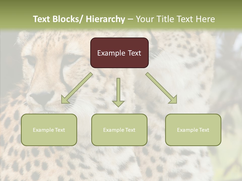 Cheetah Closeup Nature PowerPoint Template