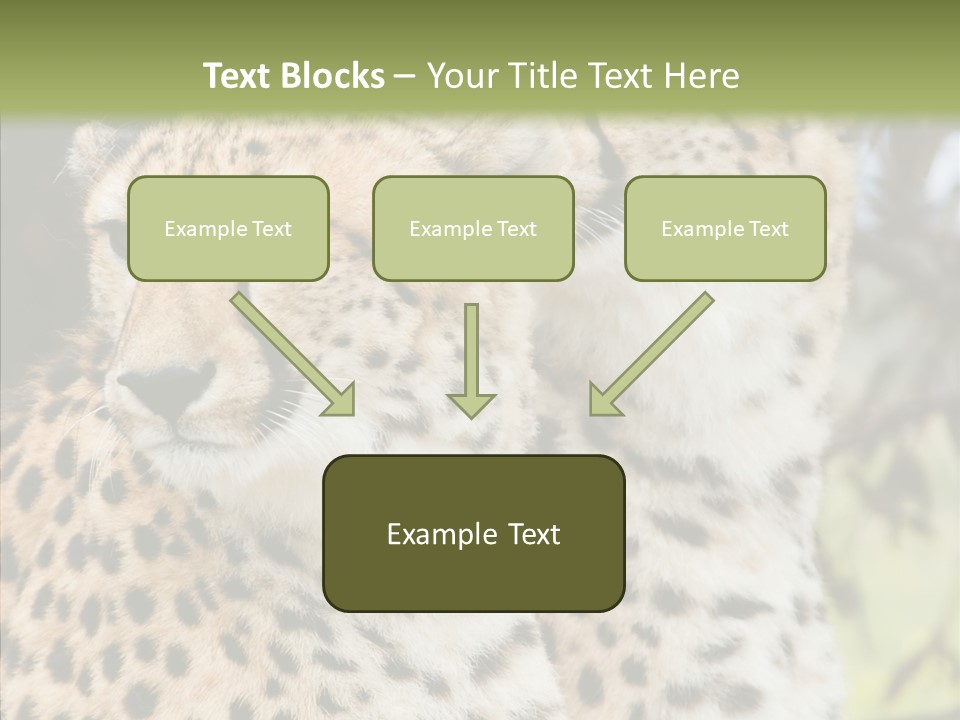 Cheetah Closeup Nature PowerPoint Template