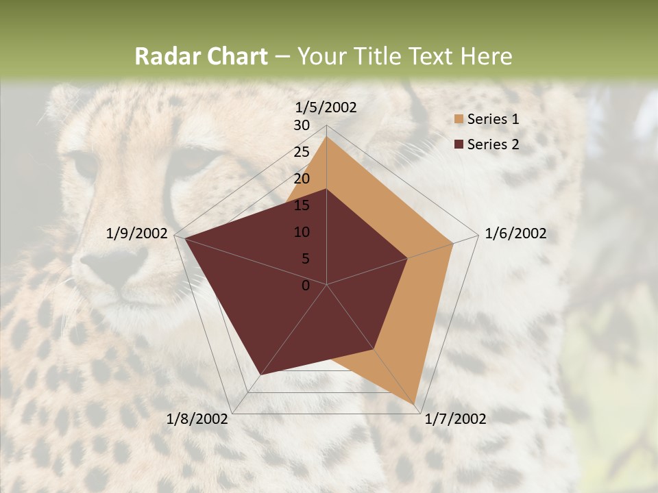 Cheetah Closeup Nature PowerPoint Template
