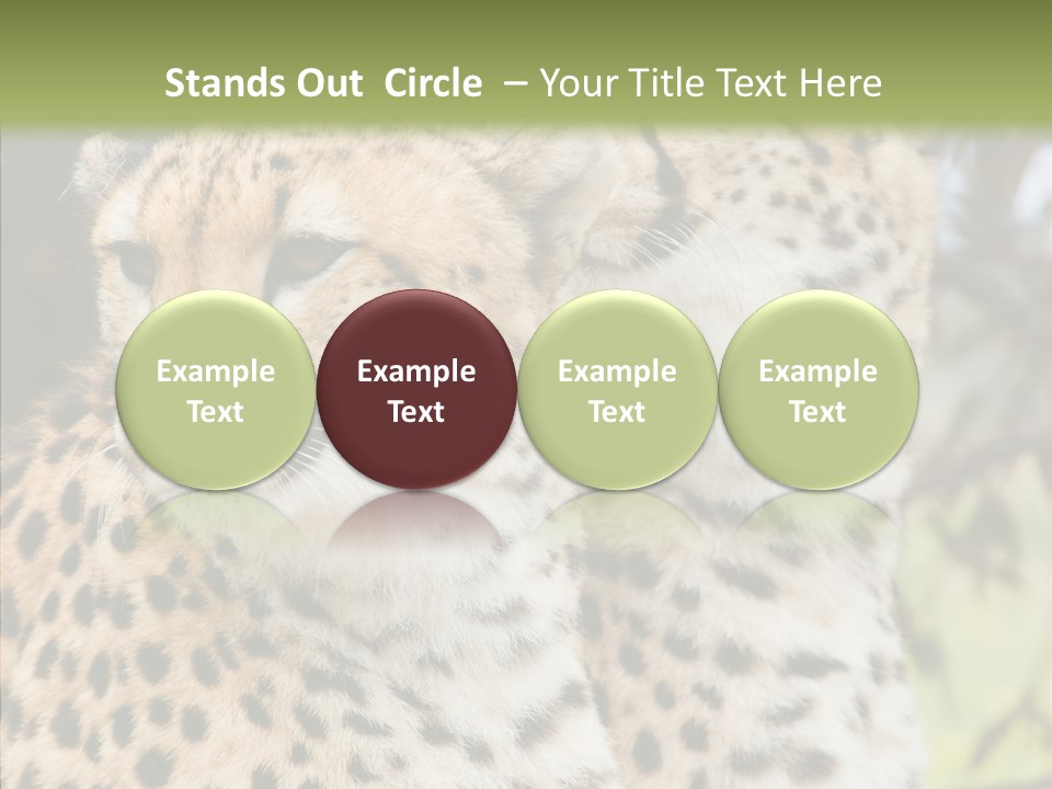 Cheetah Closeup Nature PowerPoint Template