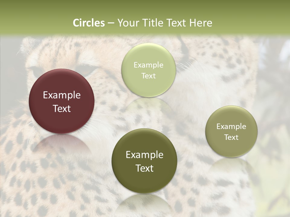 Cheetah Closeup Nature PowerPoint Template