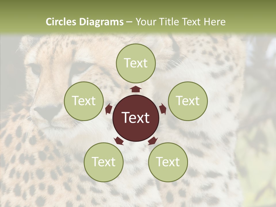Cheetah Closeup Nature PowerPoint Template