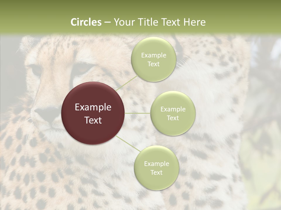 Cheetah Closeup Nature PowerPoint Template