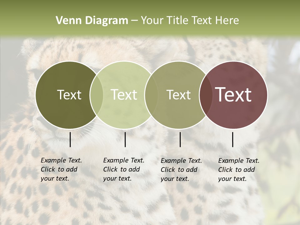 Cheetah Closeup Nature PowerPoint Template