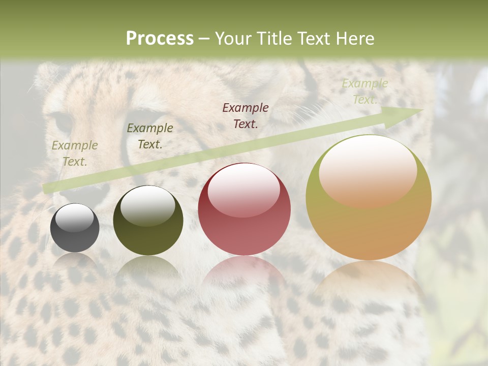 Cheetah Closeup Nature PowerPoint Template