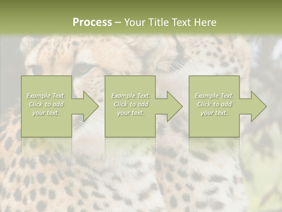 Cheetah Closeup Nature PowerPoint Template