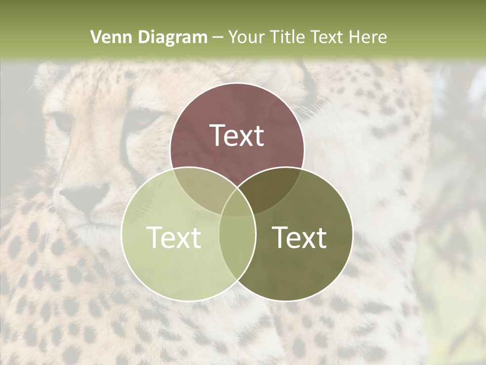 Cheetah Closeup Nature PowerPoint Template
