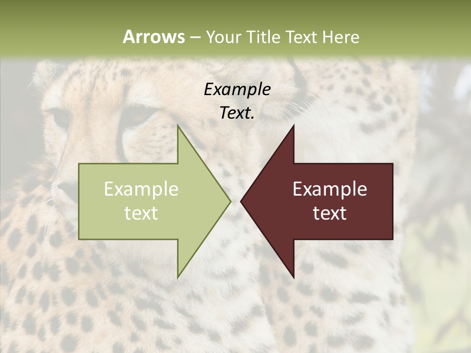 Cheetah Closeup Nature PowerPoint Template