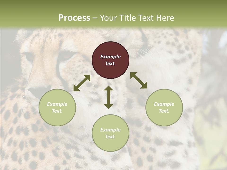 Cheetah Closeup Nature PowerPoint Template