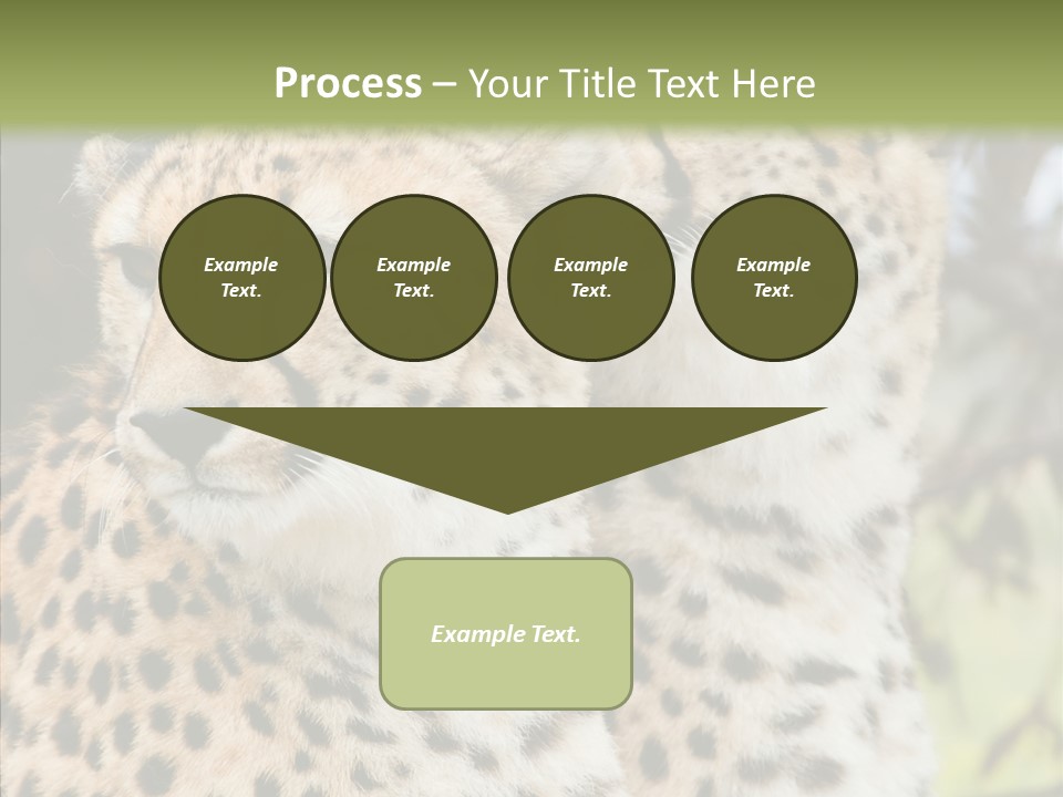 Cheetah Closeup Nature PowerPoint Template