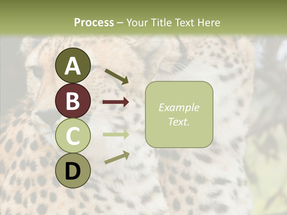 Cheetah Closeup Nature PowerPoint Template