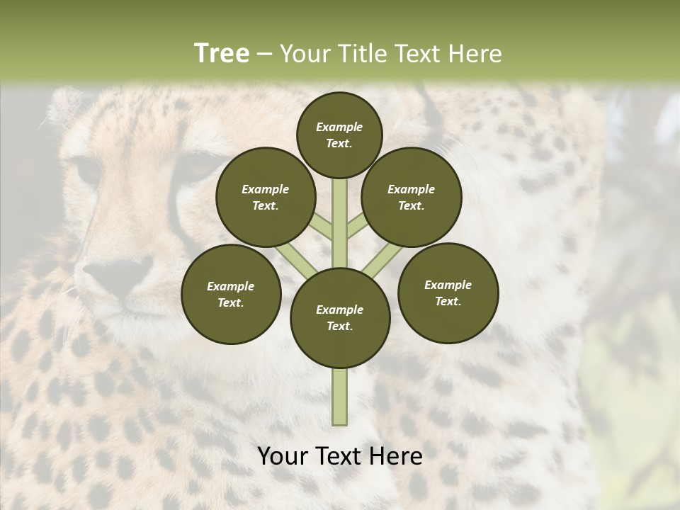 Cheetah Closeup Nature PowerPoint Template