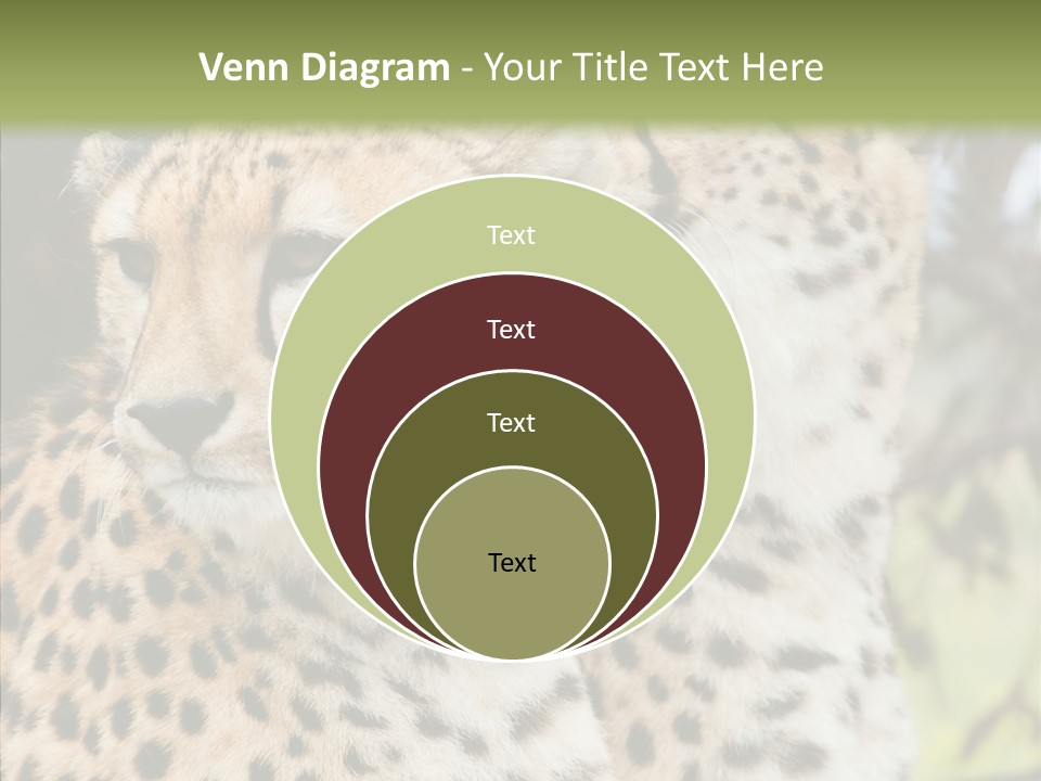 Cheetah Closeup Nature PowerPoint Template