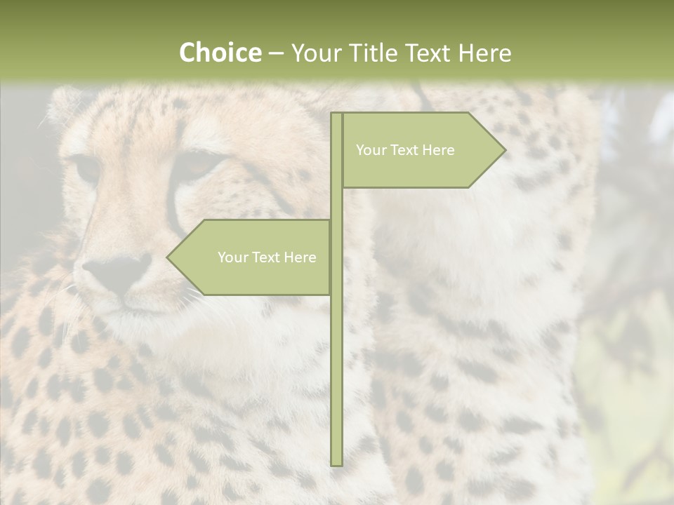 Cheetah Closeup Nature PowerPoint Template