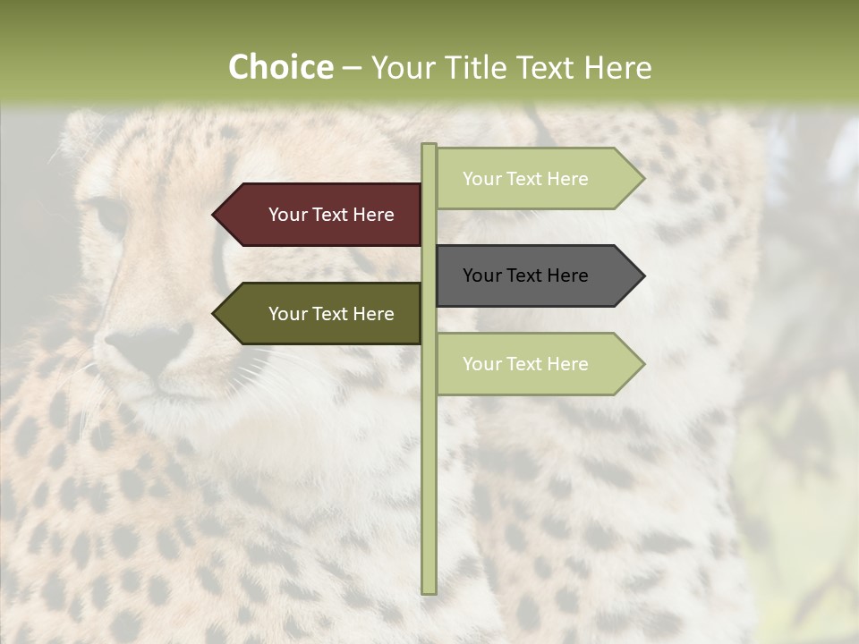 Cheetah Closeup Nature PowerPoint Template
