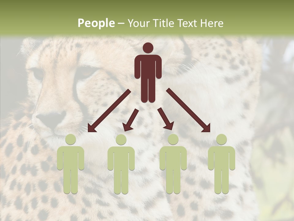 Cheetah Closeup Nature PowerPoint Template