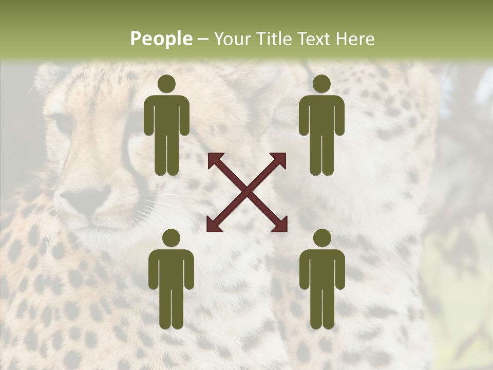 Cheetah Closeup Nature PowerPoint Template