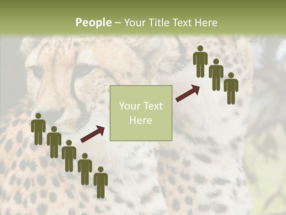 Cheetah Closeup Nature PowerPoint Template