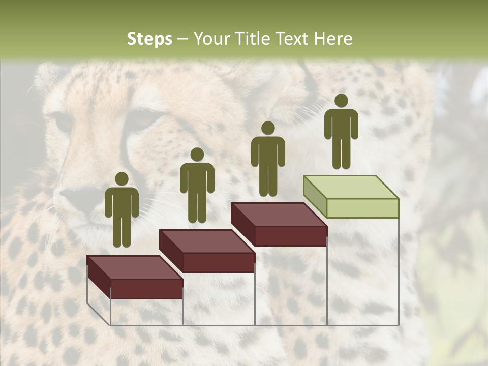 Cheetah Closeup Nature PowerPoint Template