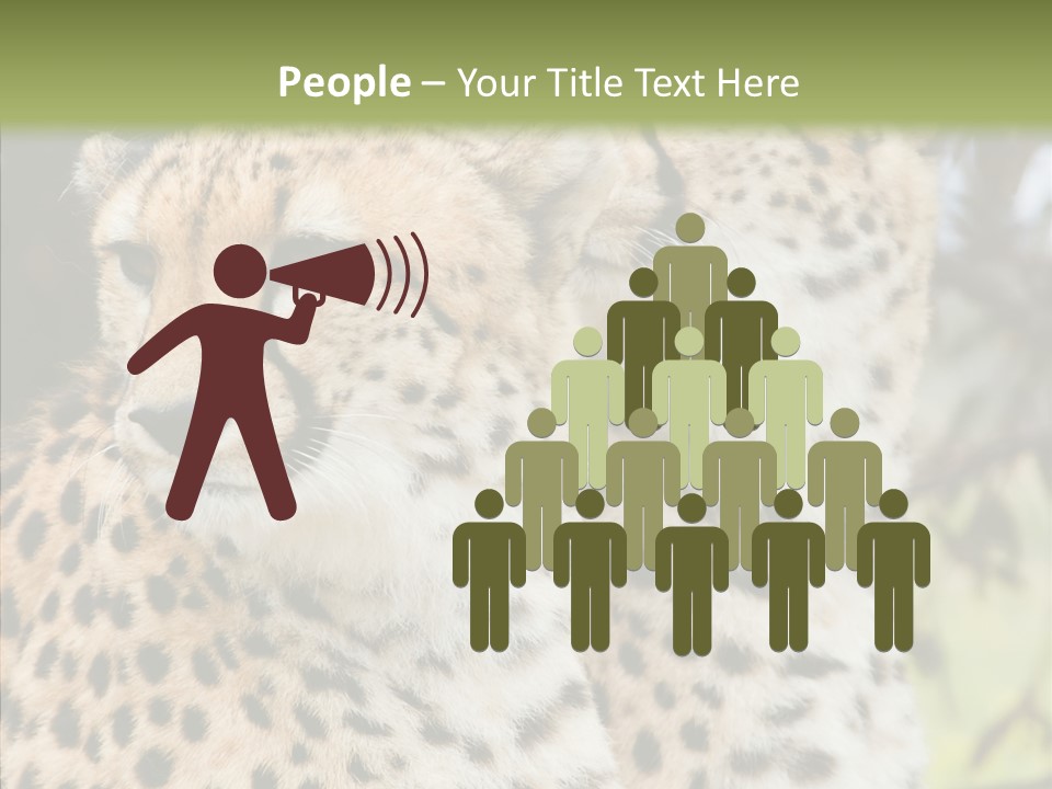 Cheetah Closeup Nature PowerPoint Template