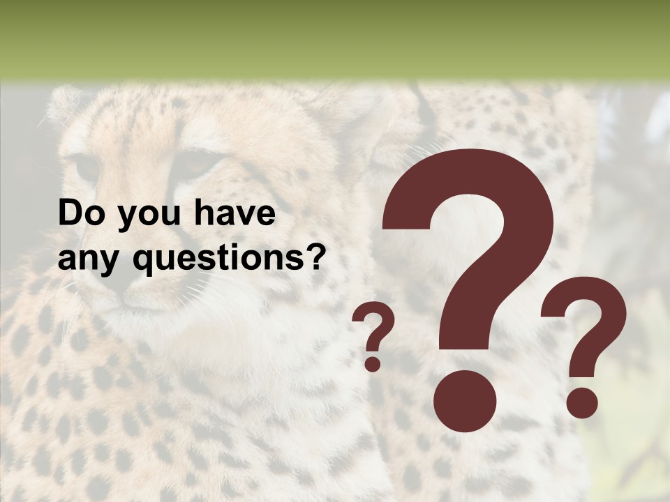Cheetah Closeup Nature PowerPoint Template