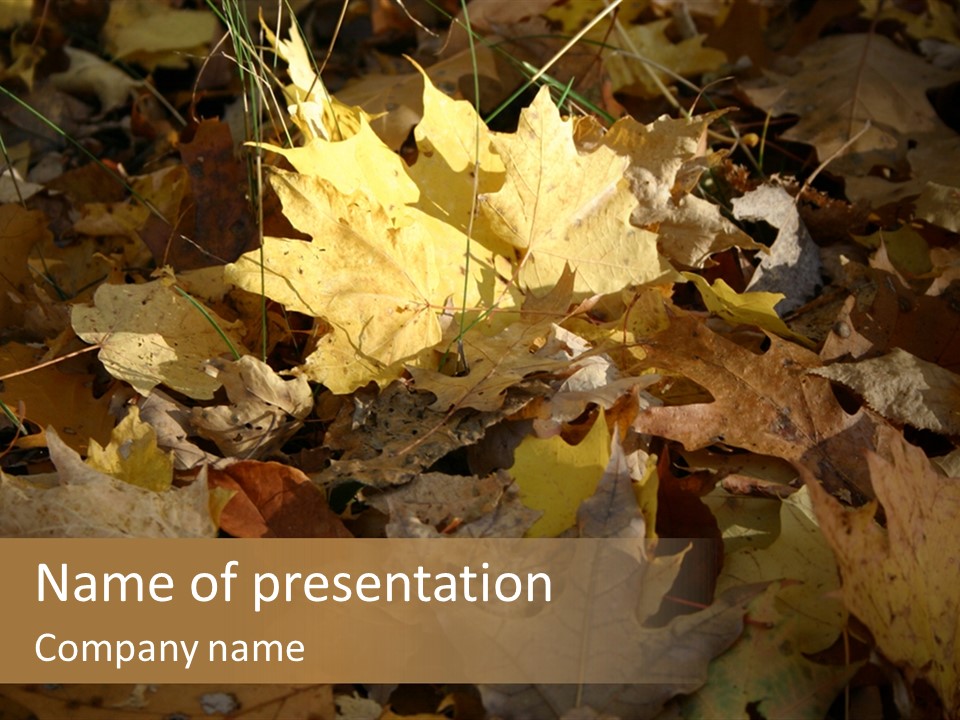 Green Orange Season PowerPoint Template