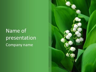 Close Mayflower Green PowerPoint Template