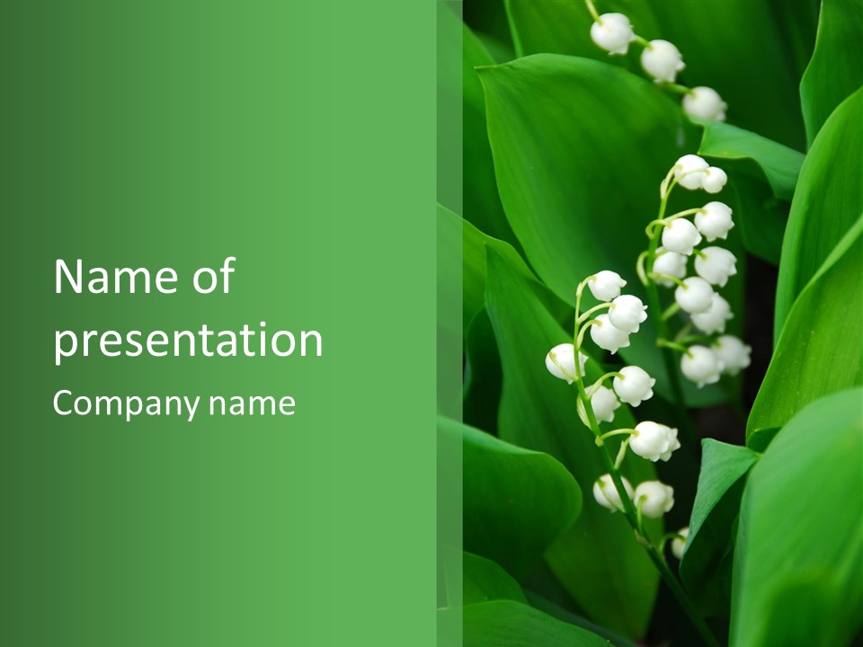 Close Mayflower Green PowerPoint Template