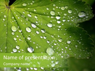 Clear Plant Bubble PowerPoint Template