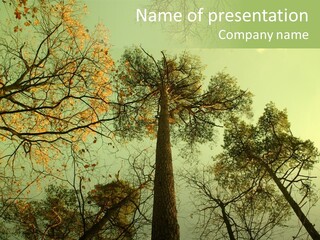 Forest Tree Landscape PowerPoint Template