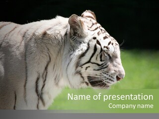 Big Nature Feline PowerPoint Template