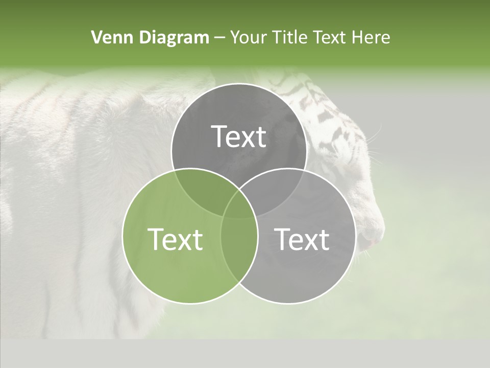 Big Nature Feline PowerPoint Template