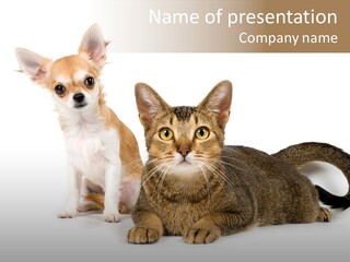 Kitten Love Playful PowerPoint Template