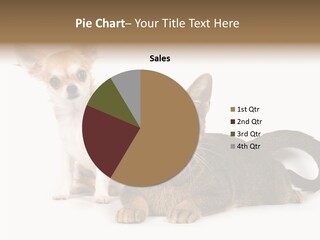 Kitten Love Playful PowerPoint Template