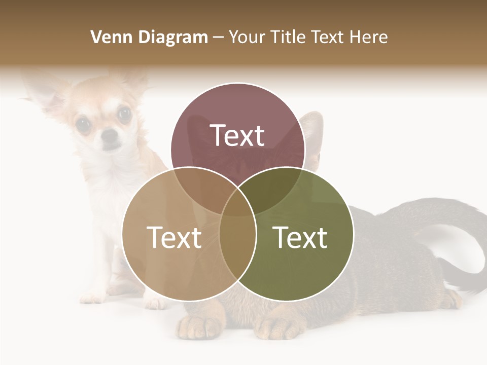 Kitten Love Playful PowerPoint Template