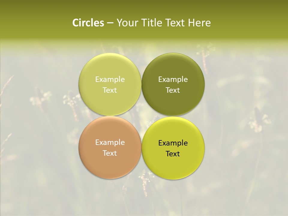 Sun Flower Under PowerPoint Template